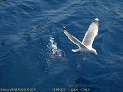 2 - Gabbiano pescatore - Seagull fisherman